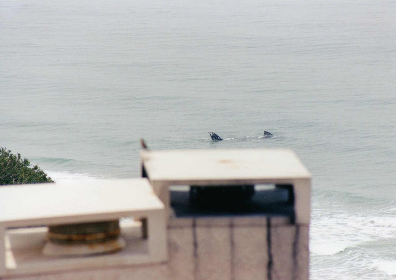 Whales in Malibu surf seen from condo 2